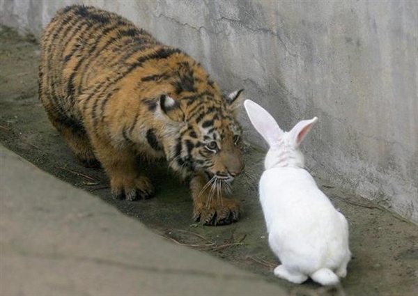 老虎和兔子的萌图图片